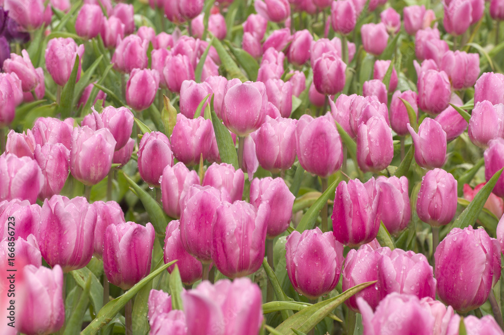 Fototapeta premium Beautiful colourful tulips in spring.