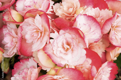 beautiful pink flowers in the garden