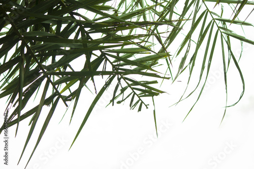 Green Palm Leaf on white background.