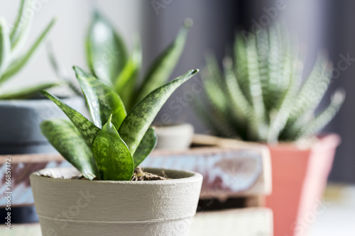 Sansevieria trifasciata or Snake plant in pot at home photo