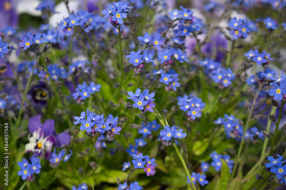 Obraz premium blue flowers