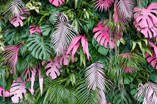 Fototapeta Tropikalne drzewa ułożone w pełnym tle lub pełnej ścianie Istnieją liście w różnych rozmiarach, różnych kolorach, różnych rozmiarach, wiele odmian. Kolejny układ ogrodu.