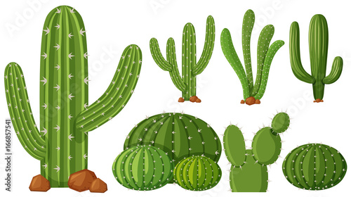 Different types of cactus plants