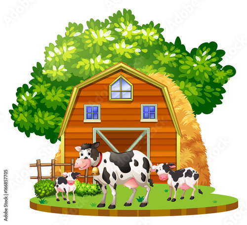 Cows live on the farmyard
