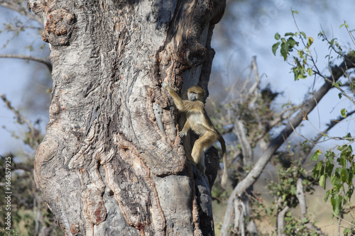 Chacma baboon climbing a tree, Botswana, Africa
