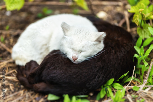 Photography Two homeless cats are sleeping together at yin yang pose outdoors in park