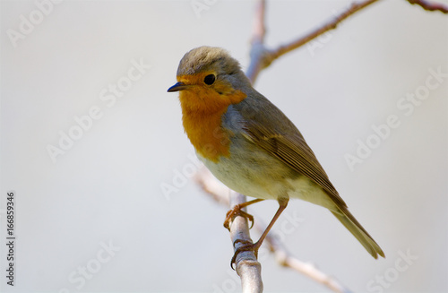 Robin bird in Sweden