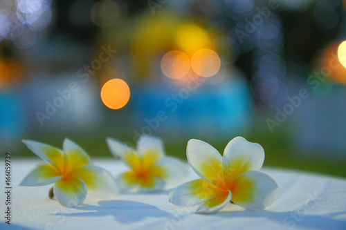 White frangipani flowers and defocused bokeh