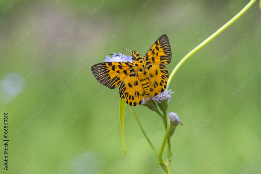 Obraz premium Beautiful butterfly perching on a flower (Zigzag Flat)