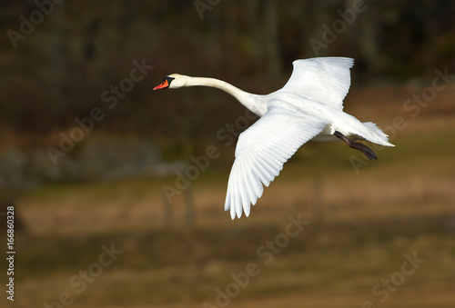 Fototapeta Naklejka Na Ścianę i Meble -  Flying swan in Sweden