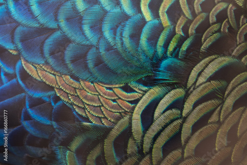 Beautiful peacock feathers (Green peafowl)