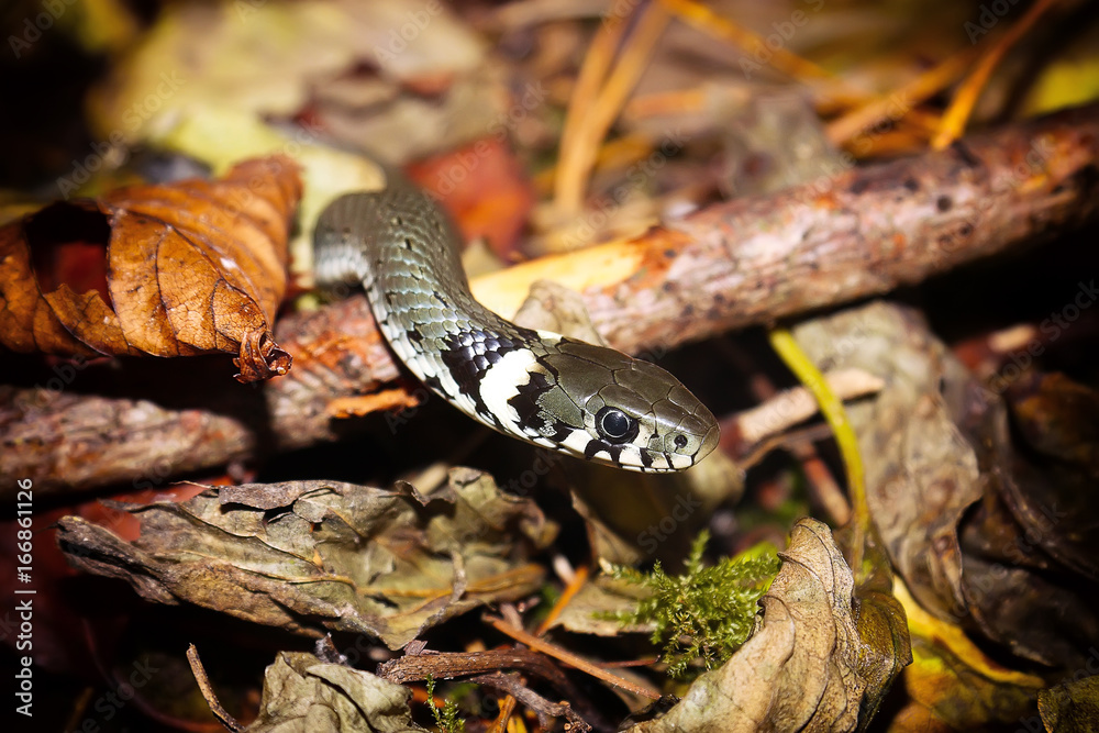 Fototapeta premium Grass snake or Natrix natrix on forest floor closeup