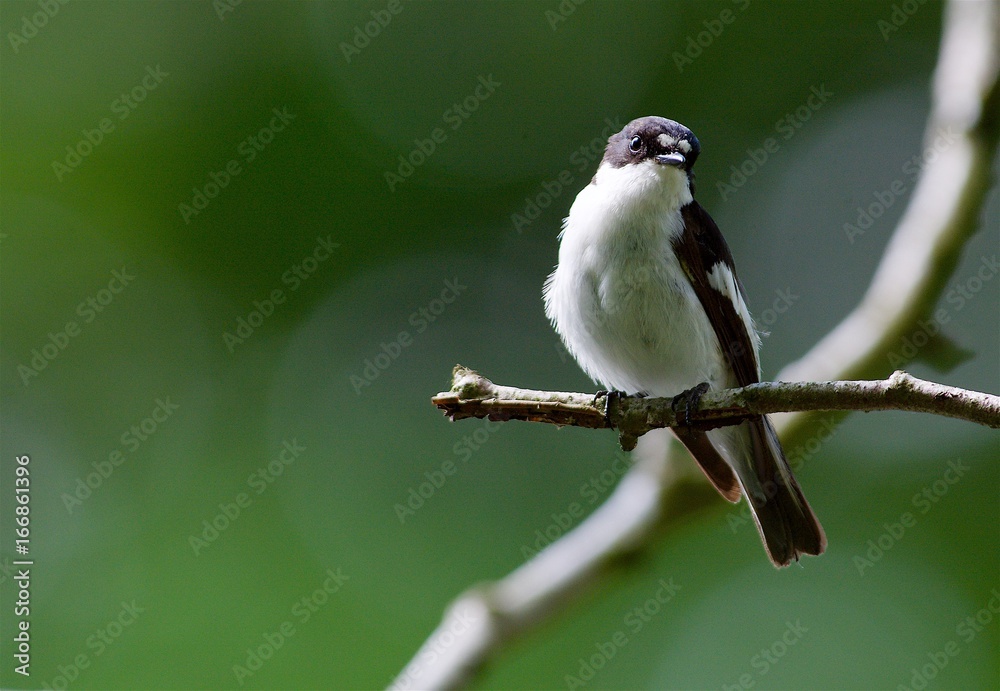 Fototapeta premium Flycatcher in Sweden