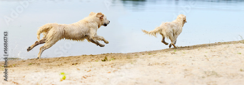 A dog runs and jumps on the beach