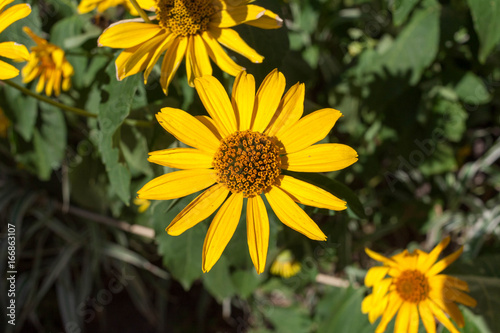 Yellow flower