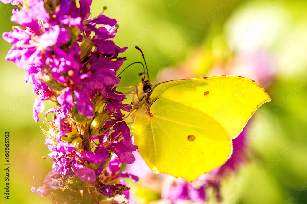 Obraz premium Motyl siarkowy na fioletowym krześle