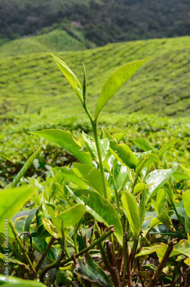 Fototapeta premium Cameron Highlands Tea Estate
