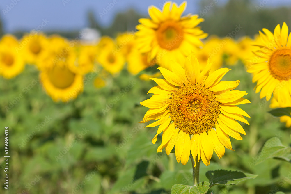 yellow field of sunflowers