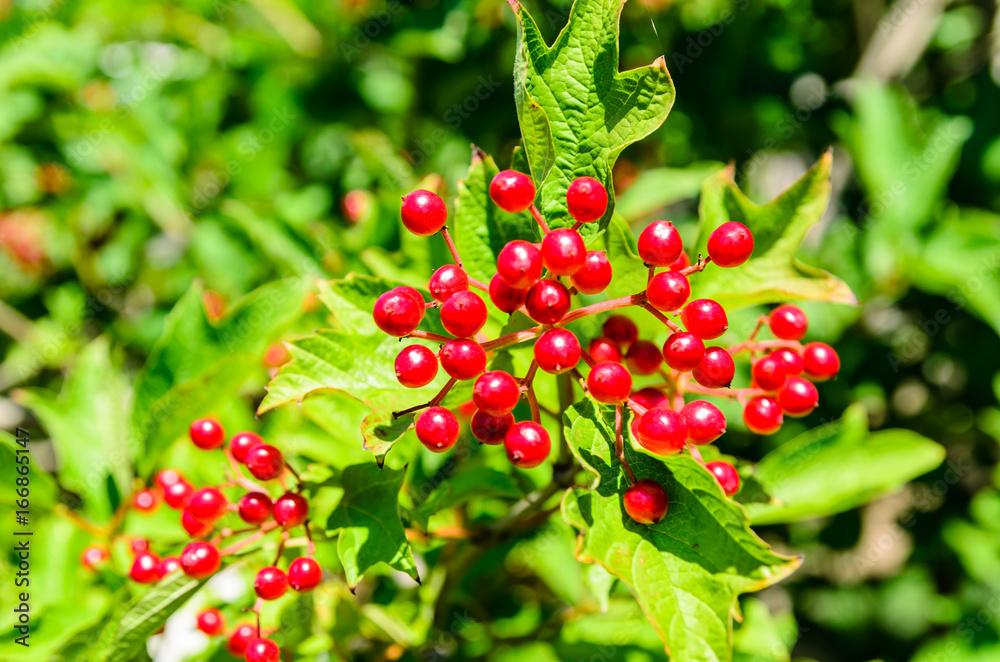 Obraz premium Berries of the viburnum plant