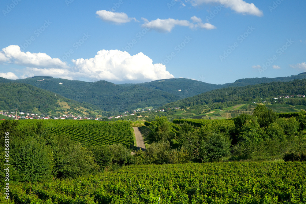 Fototapeta premium Weinberg