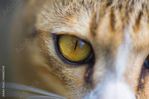 Closeup of cat eyes, cat face and look at the camera.