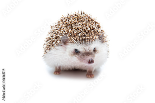 Hedgehog on the White Background