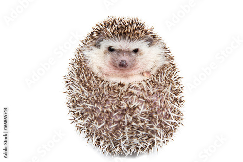 Hedgehog isolated on the White Background