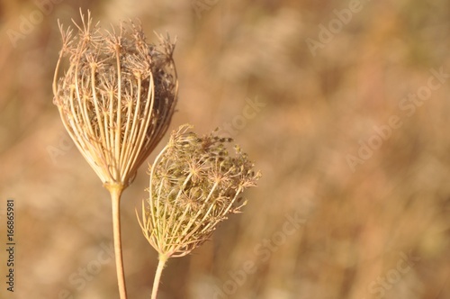 Natural dry yellow plants natural motive background photo
