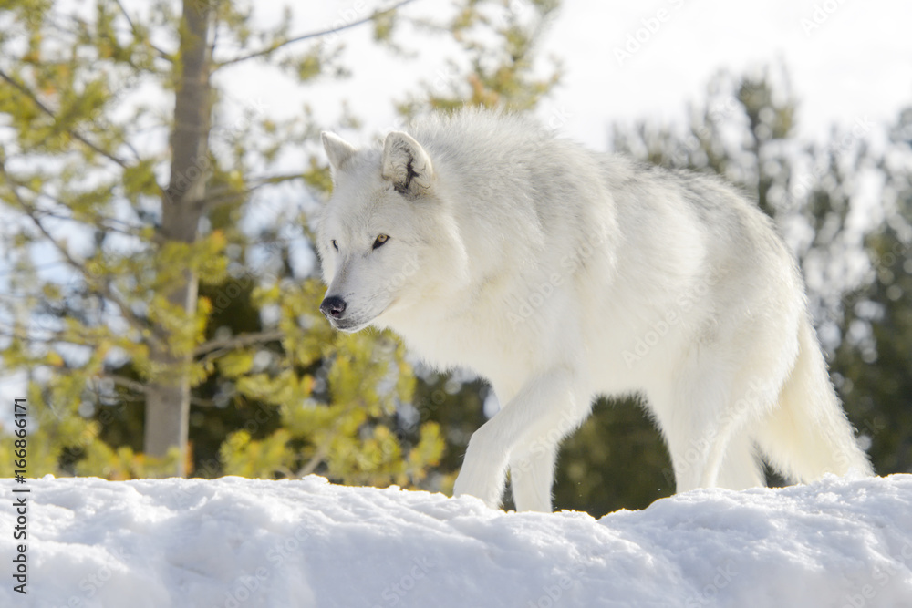 Obraz premium Gray timber wolf (Canis lupus), walking in snow.