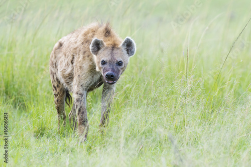 Spotted hyena (Crocuta crocuta) walking on savanna, looking at camera, Masai Mara National Reserve, Kenya