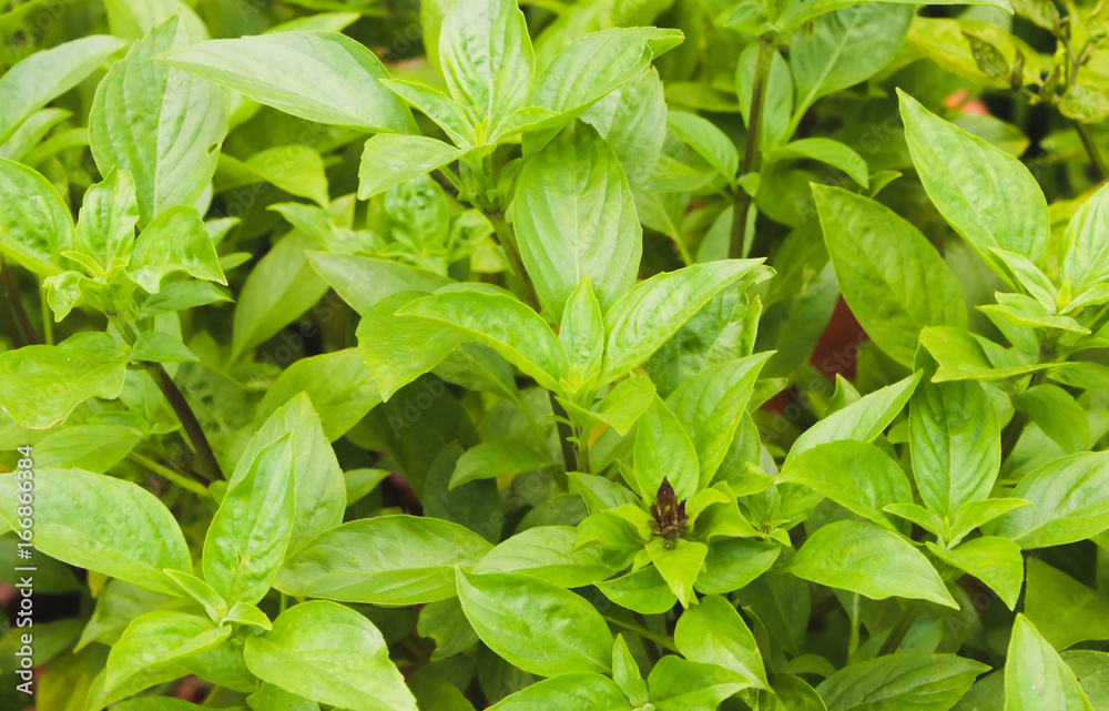 Group of Green Basil Leaf in the garden Group of Green Basil Leaf in the garden