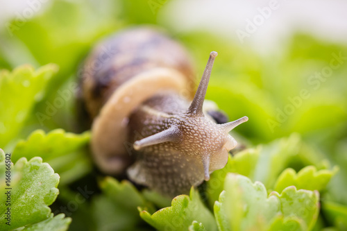 snail in closeup