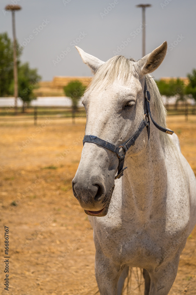 Obraz premium Horses in the Countryside. Exposure of Portuguese Lusitano Horse