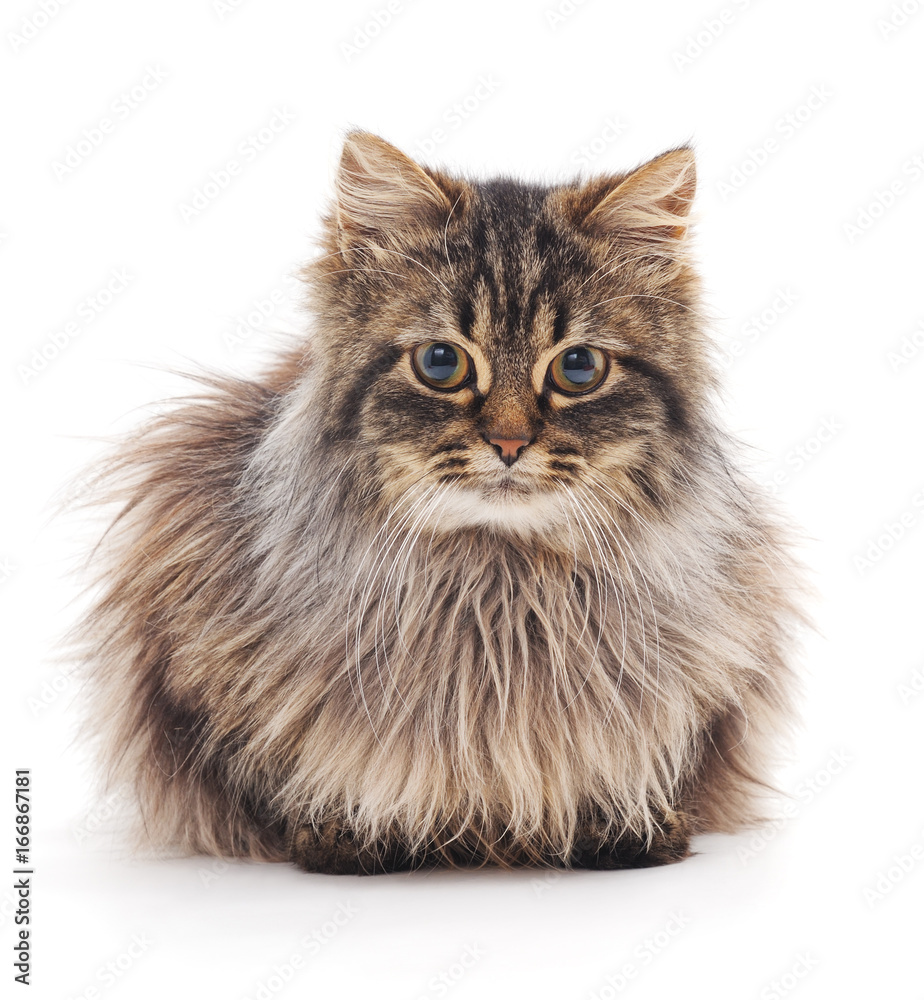 Beautiful cat. Beautiful cat.
