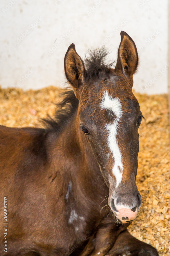 Baby Horse in the Stables. Exposure of Portuguese Lusitano Horse Baby Horse in the Stables. Exposure of Portuguese Lusitano Horse
