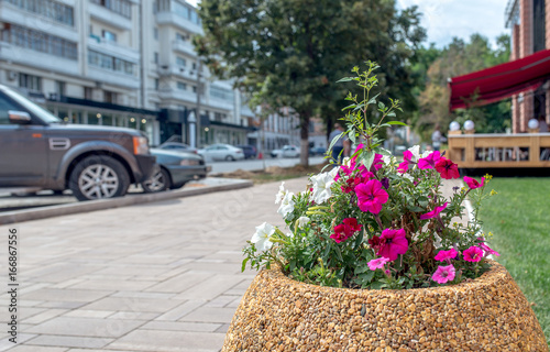 Flower beds in the city photo