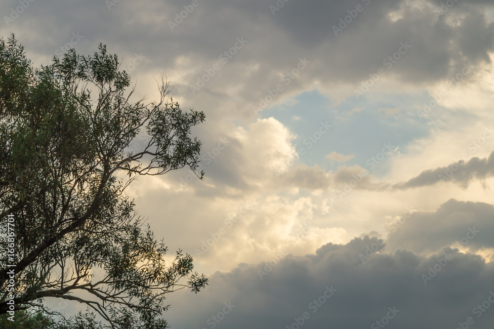 stormy sky with a tree at the edge