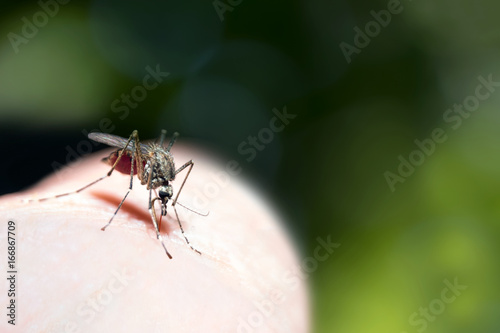 Mosquito drinks blood The mosquito sits on the surface of the human body and feeds by stabbing the proboscis.Green forest background 