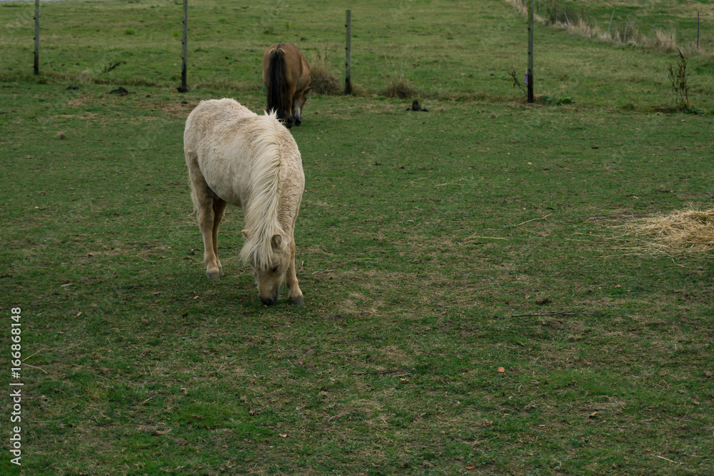 Obraz premium grazing dwarf pony on a meadow