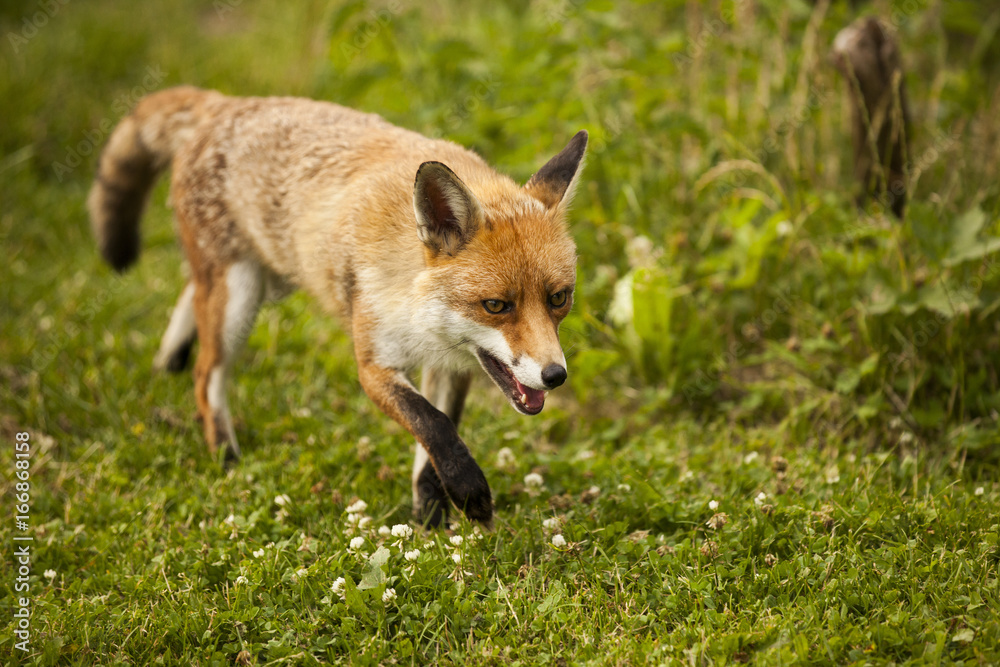 Fox Fox