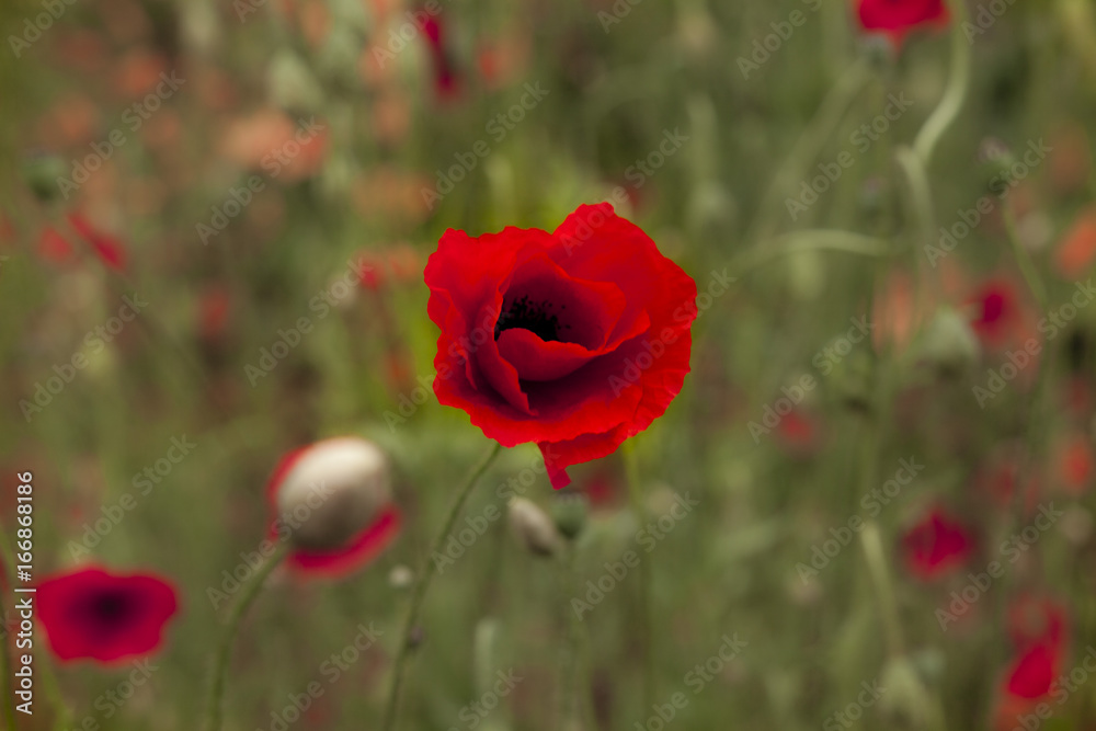 Fototapeta premium Poppy