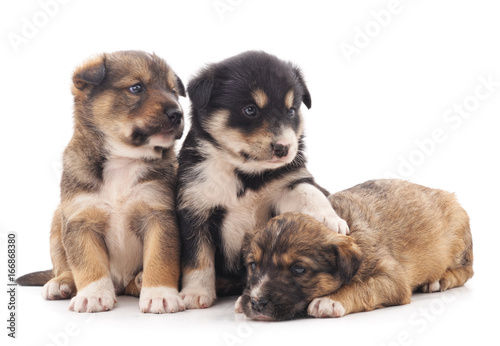 Fototapeta Naklejka Na Ścianę i Meble -  Three puppies.