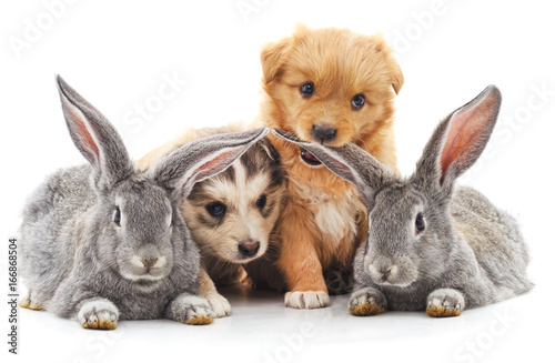 Two rabbits and two puppies.