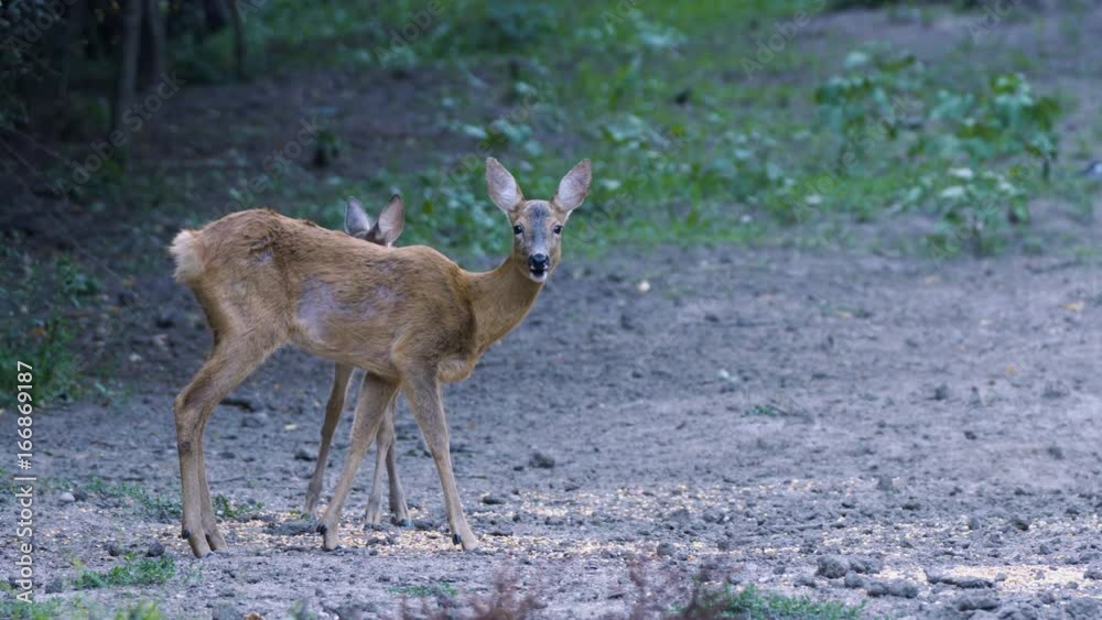 Mother and cub roe deer feeding Mother and cub roe deer feeding