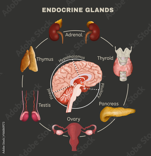 Endocrine System Image photo