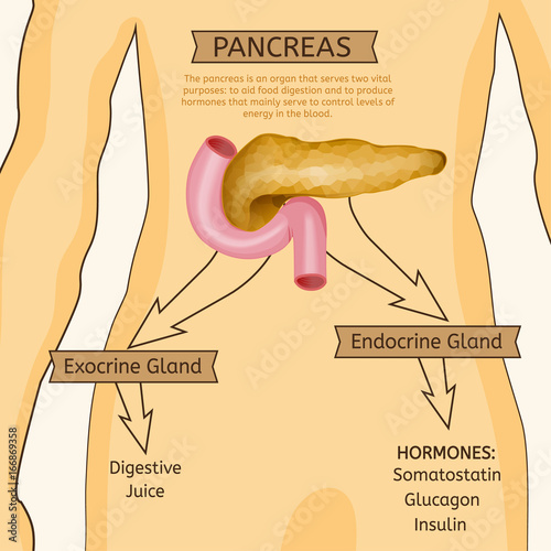 Pancreas Vector Image