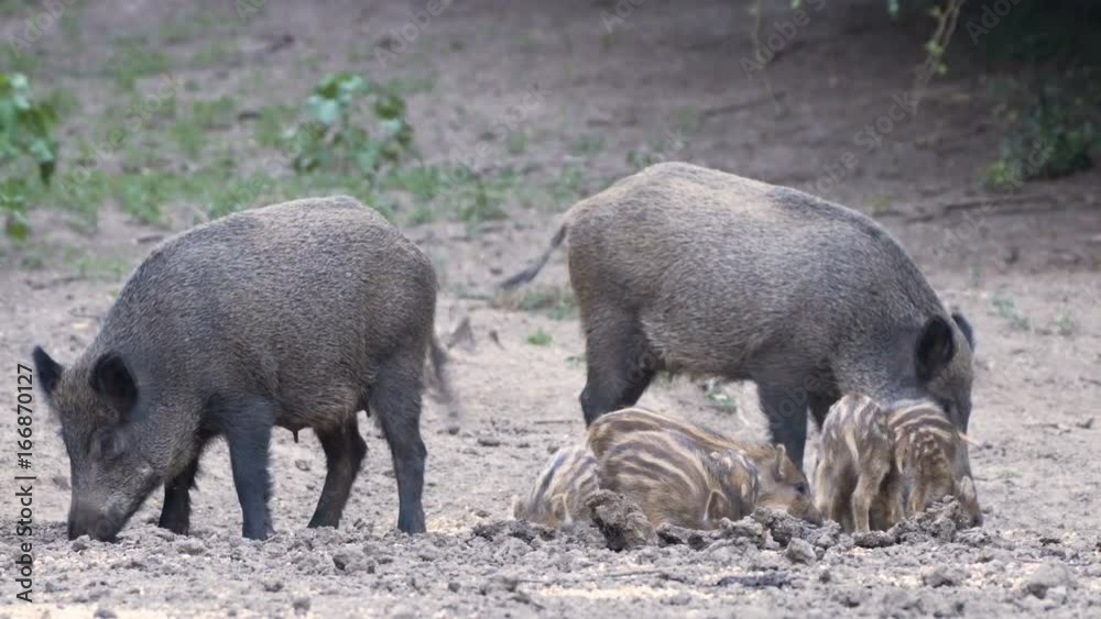 Family of wild hogs Family of wild hogs