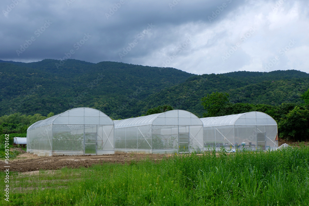 Plants Nursery in Asia. Plants Nursery in Asia.