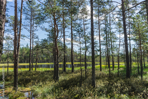 Viru Raba swamp lake in Estonia.