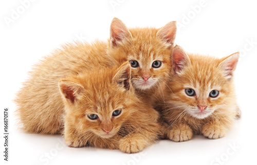 Three little kittens.